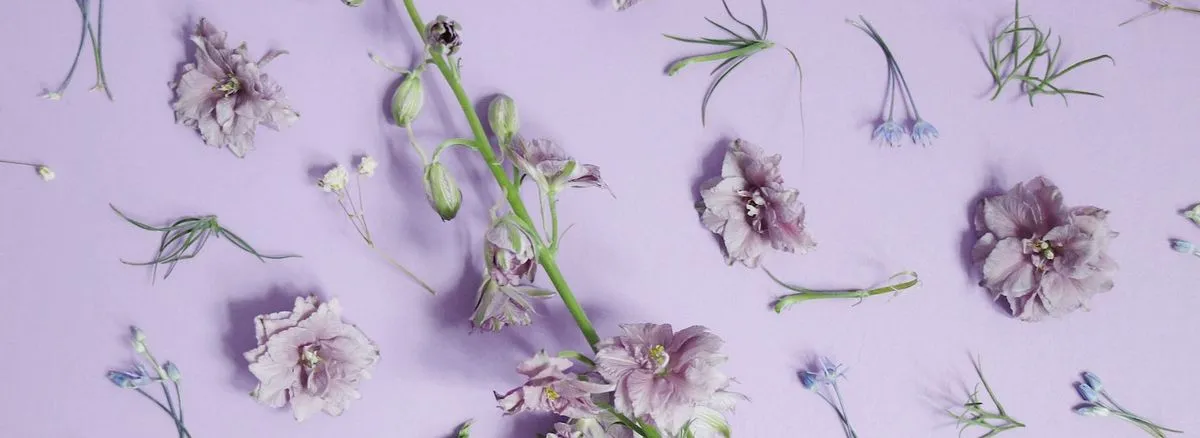 Bienvenido a Violette Repostería Cholula